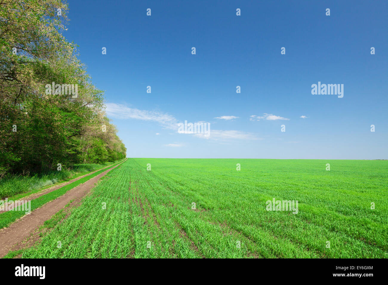 Summer landscape with green grass field, blue sky and road Stock Photo ...