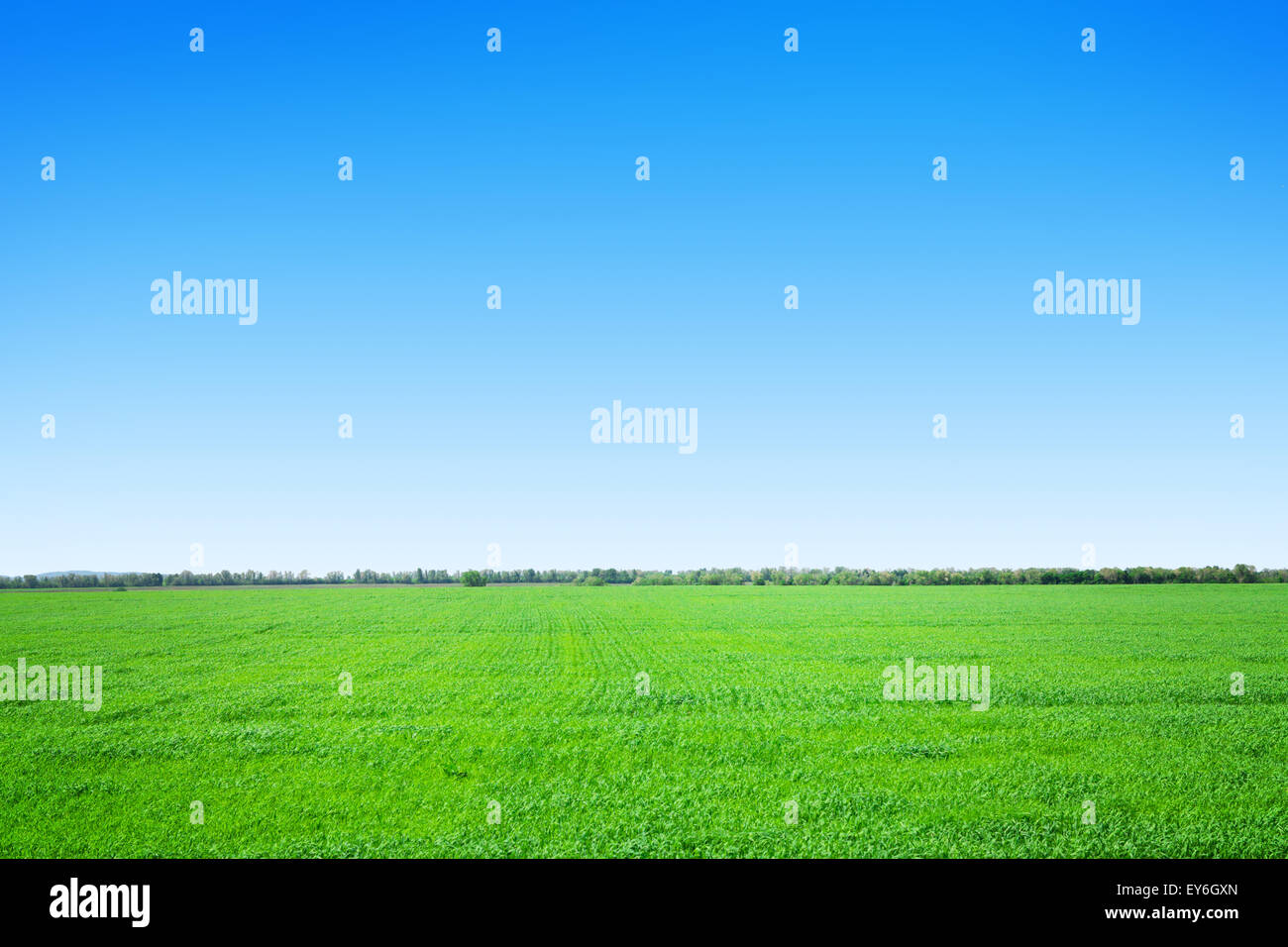 Green grass field and blue sky background Stock Photo - Alamy