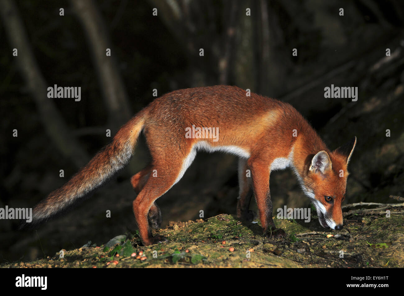 Fox eating hi-res stock photography and images - Alamy
