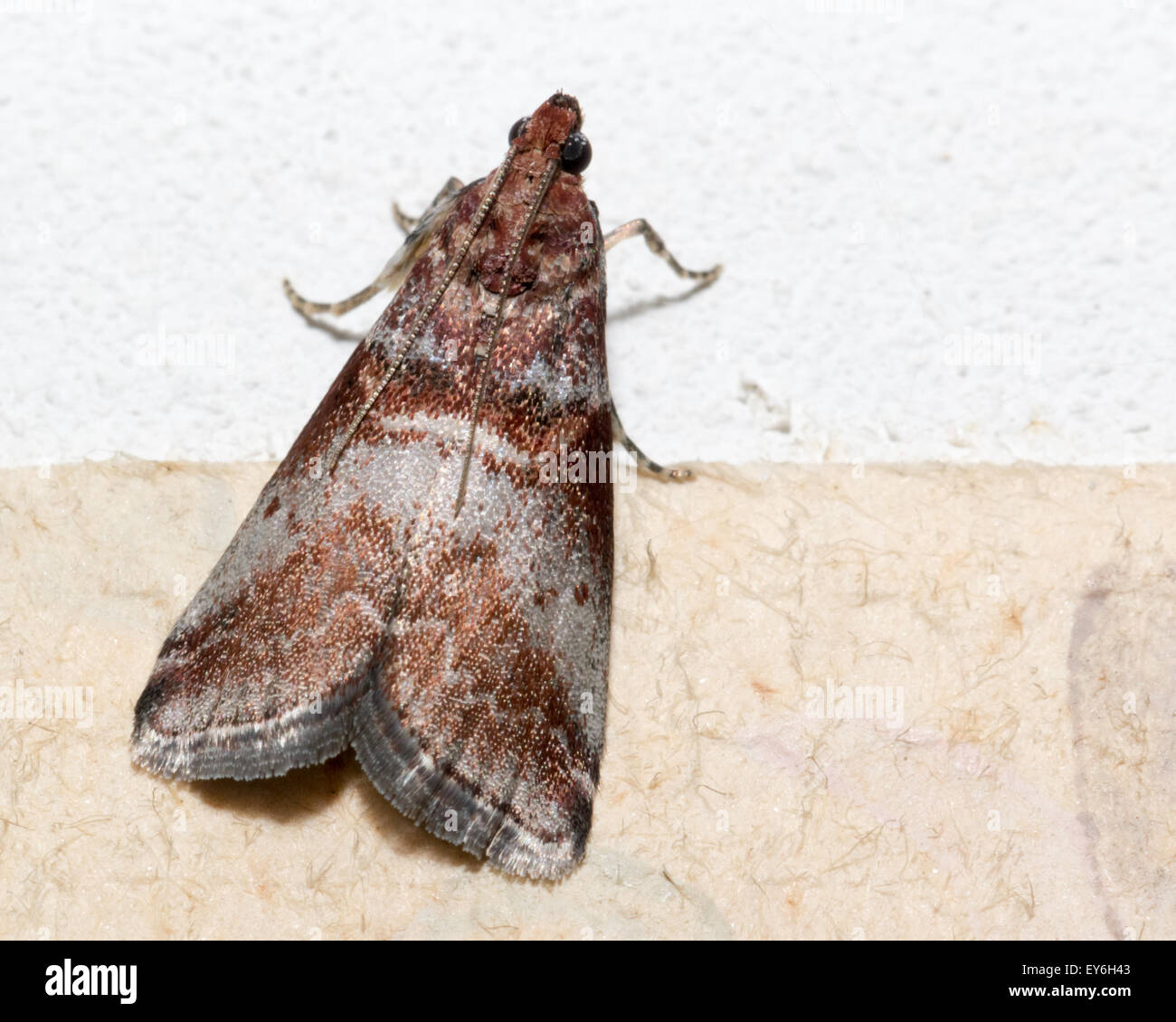 Snout Moths Stock Photos Snout Moths Stock Images Alamy