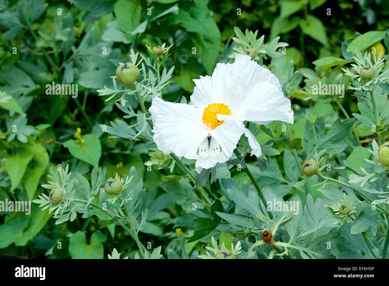 Pua kala (literally rough flower) is a member of the poppy family (Papaveraceae) Stock Photo