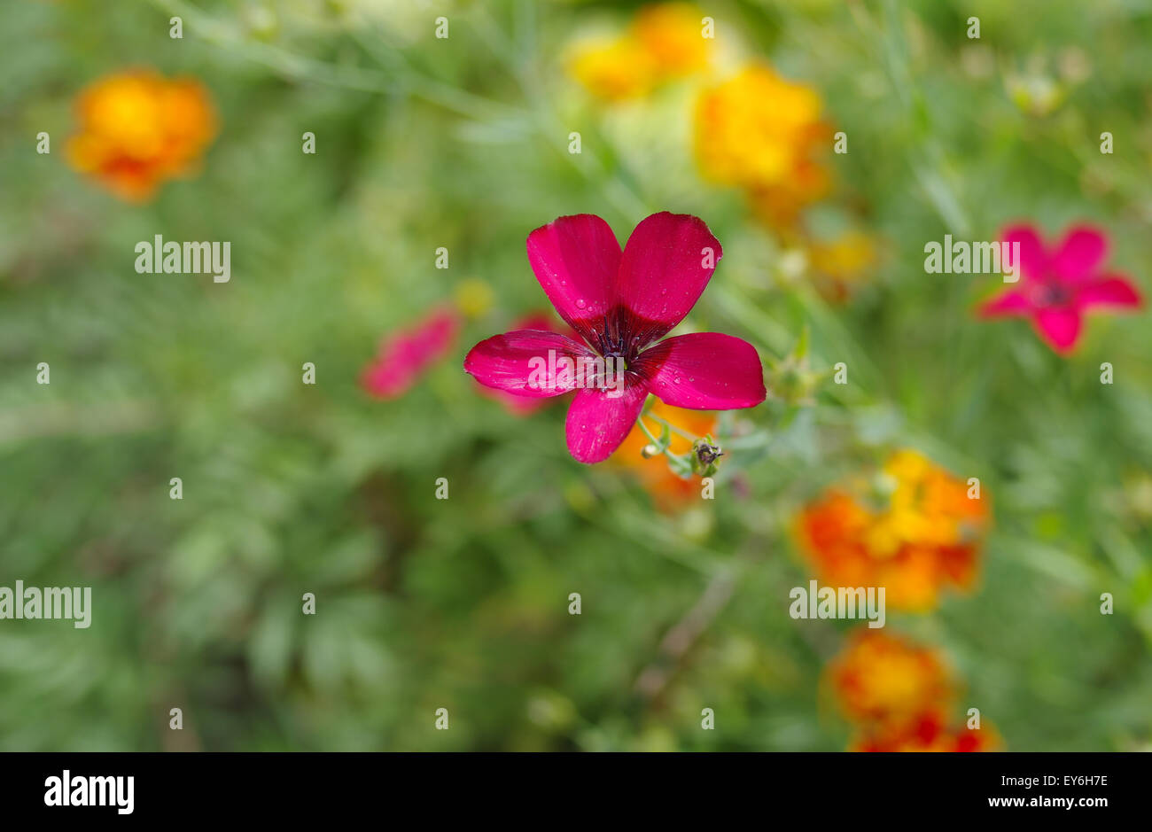 Beautiful colors of summer flowerbed Stock Photo