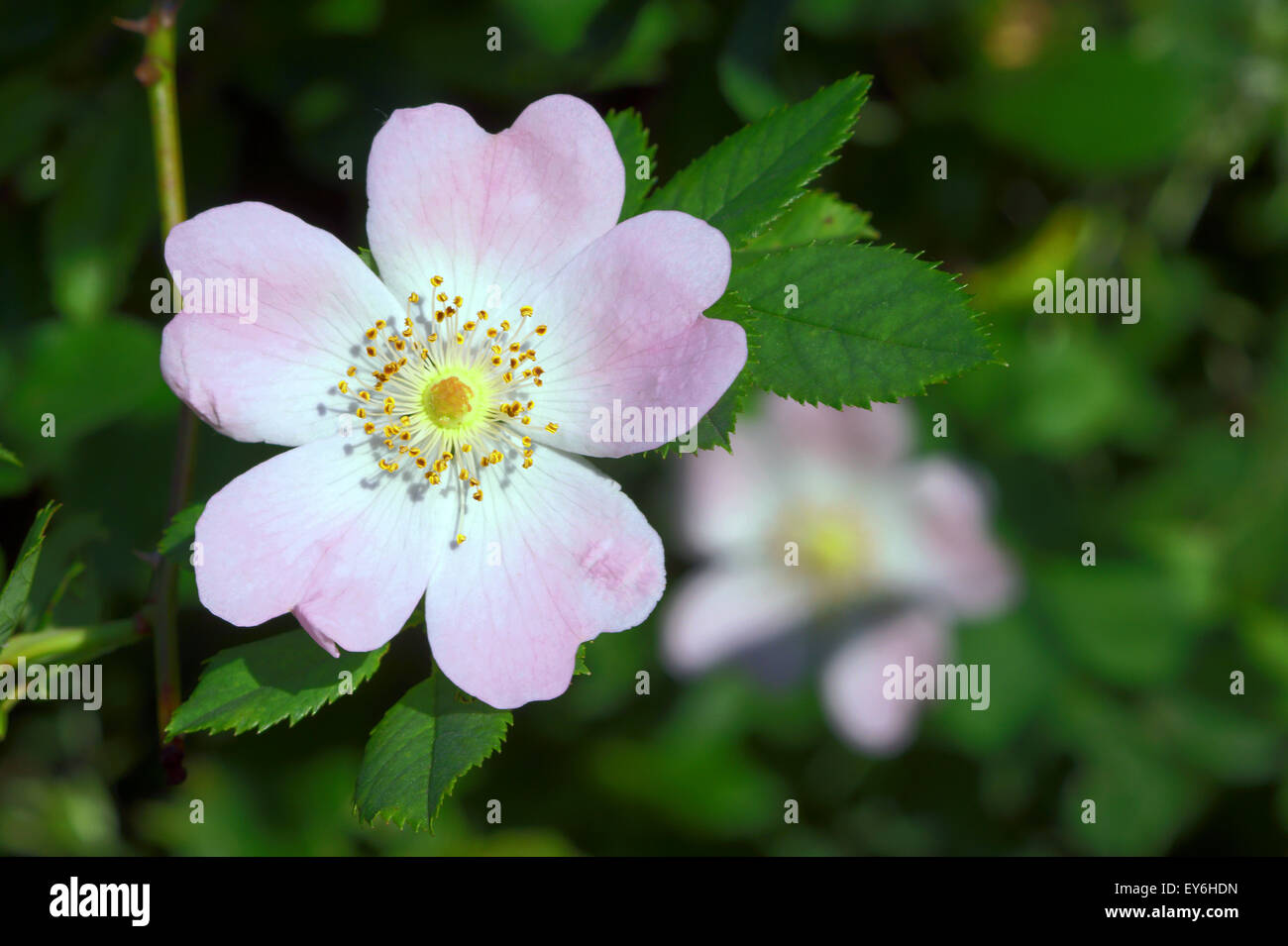 Flower rose corrugated in spring in Poland Stock Photo - Alamy