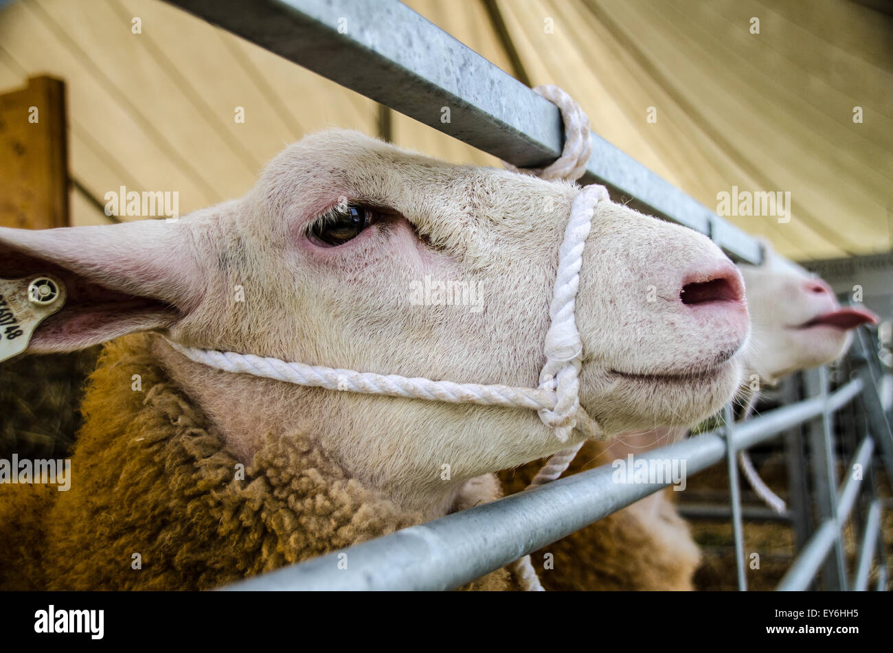 Sheep in pen at agricultural show awaiting judging. One sheep sticking it's tongue out! Stock Photo