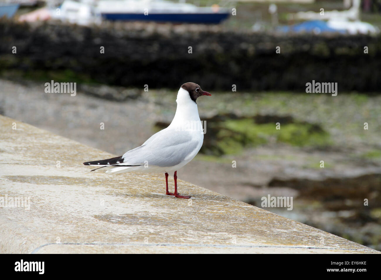 black-headed  gull Anglesey Cemaes Stock Photo