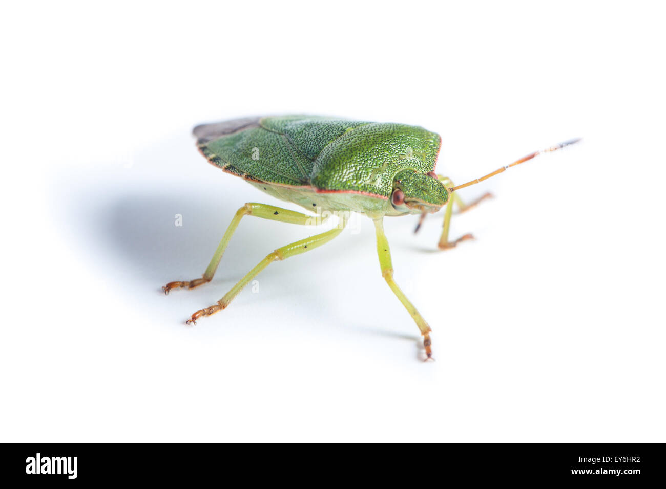 Palomena prasina, Green shield bug. Green insect Stock Photo