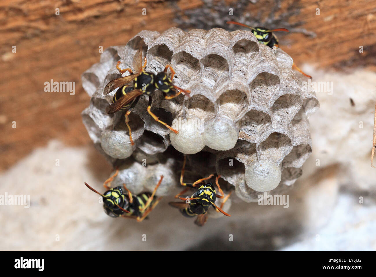 Polistes nimpha, Paper Wasp. Denisovo. Russia Stock Photo