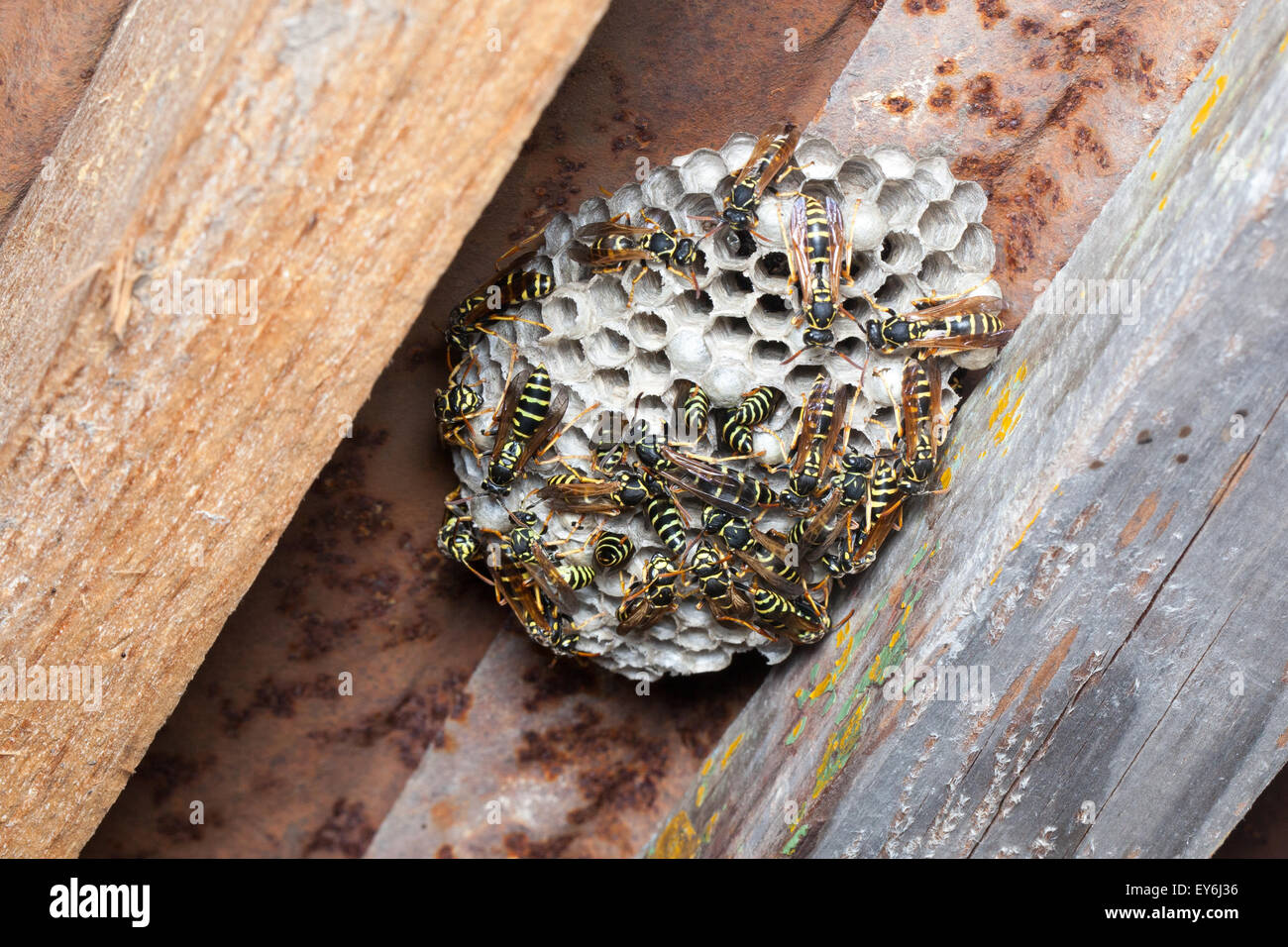 Polistes nimpha, Paper Wasp. Denisovo. Russia Stock Photo