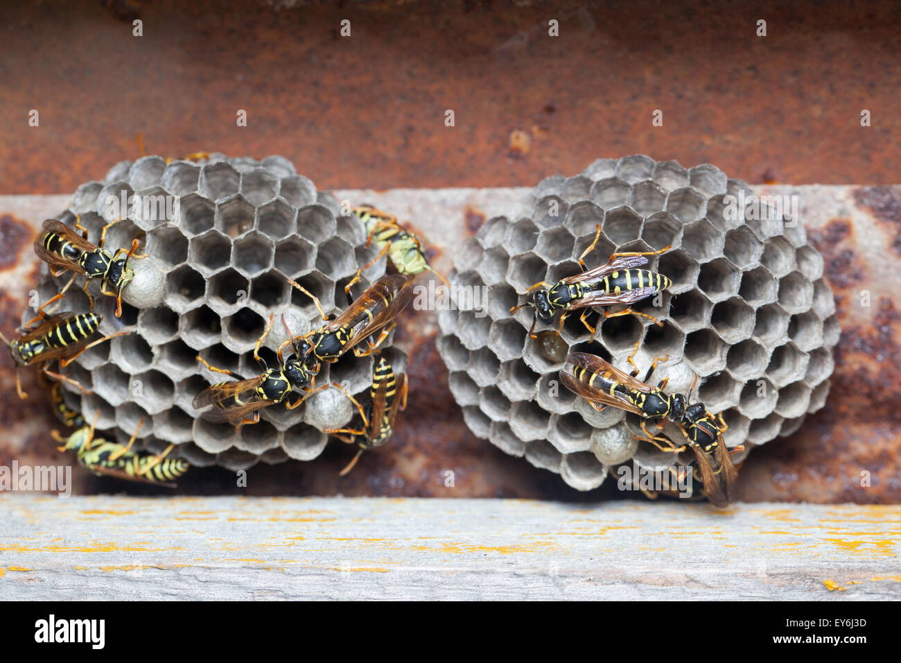 Polistes nimpha, Paper Wasp. Denisovo. Russia Stock Photo