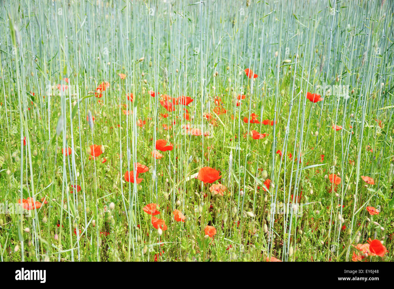 Poppies and grasses hi-res stock photography and images - Alamy
