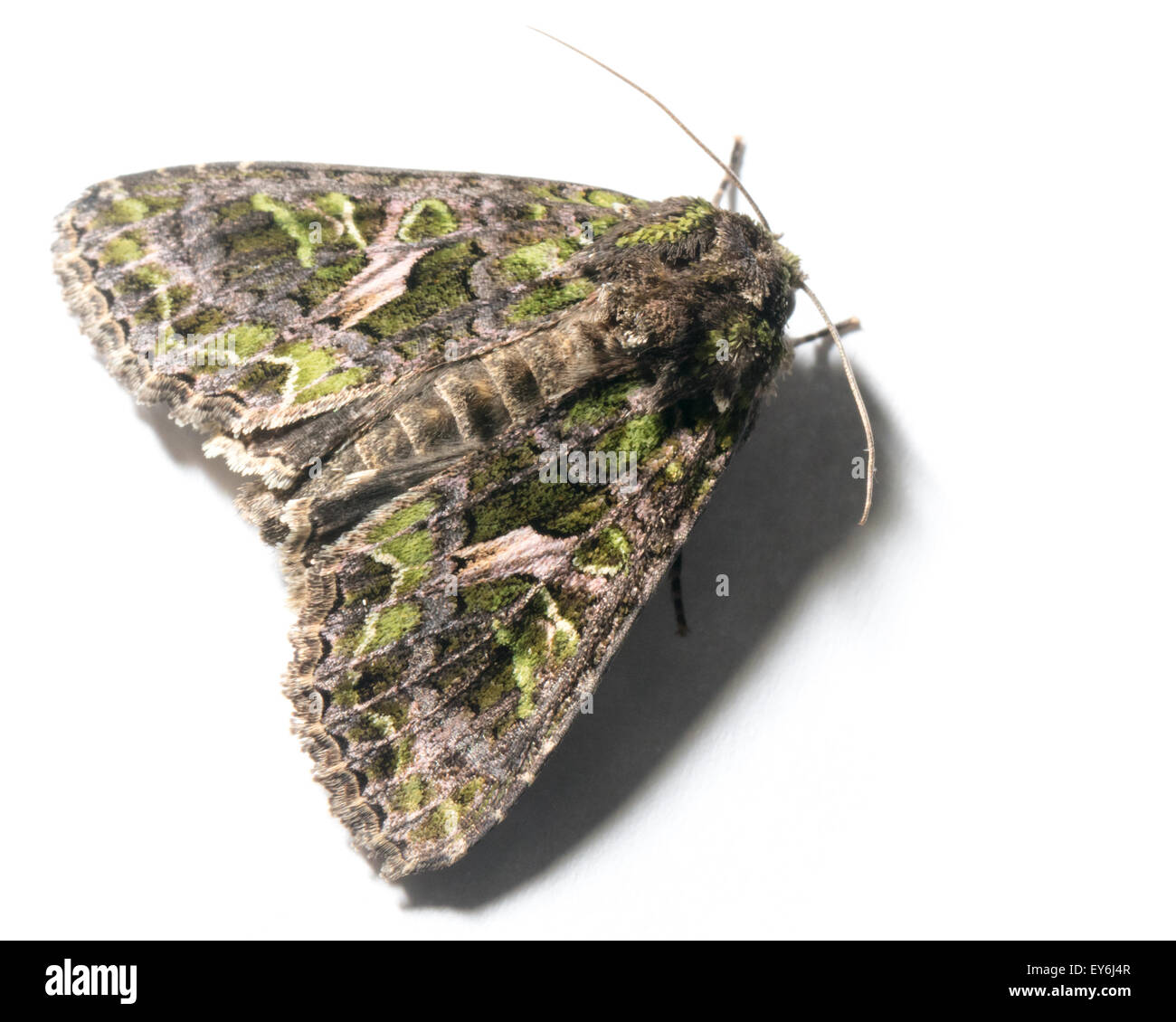 Butterfly, Trachea atriplicis, Orache Moth. Stock Photo