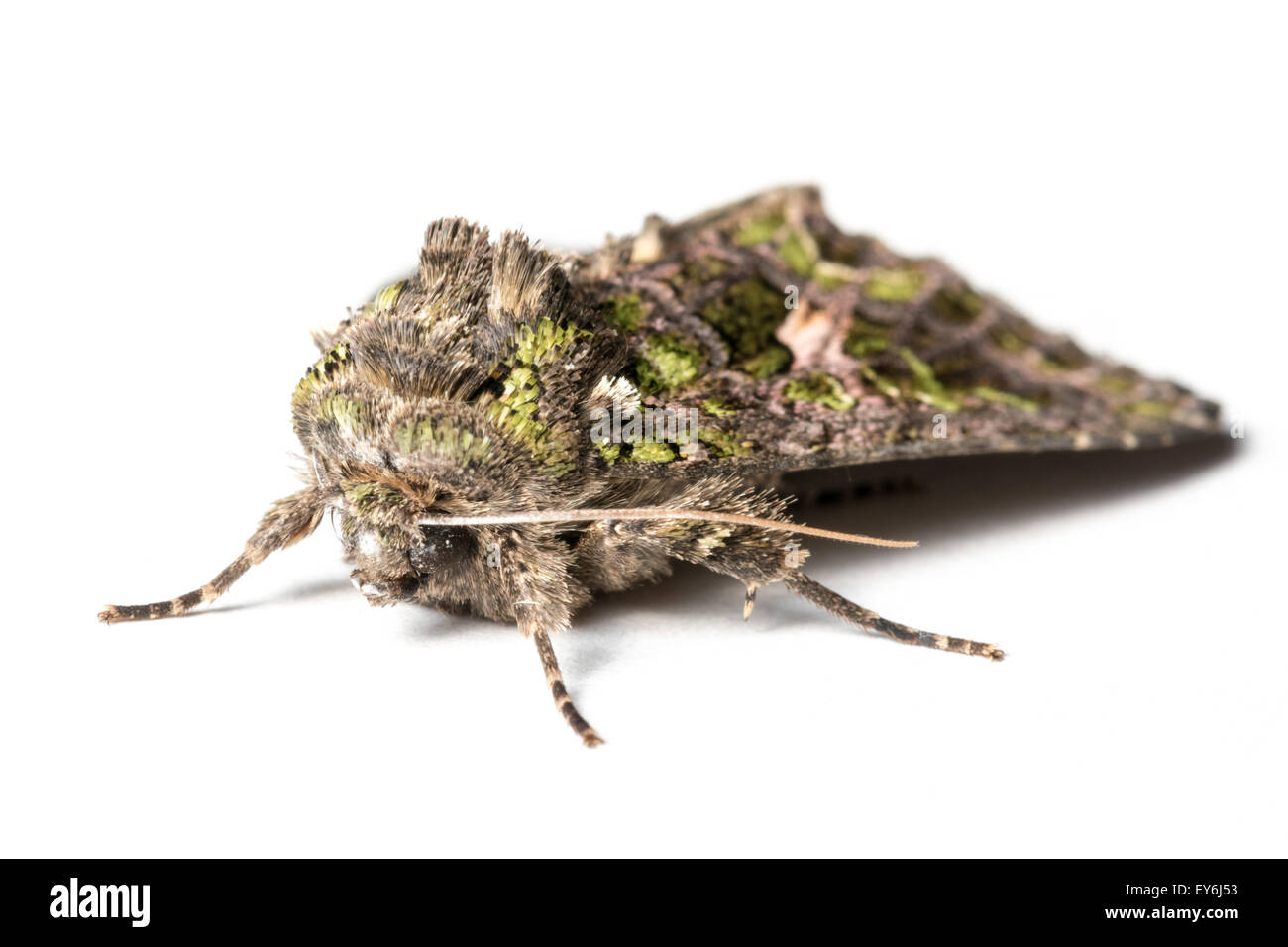 Butterfly, Trachea atriplicis, Orache Moth. Stock Photo