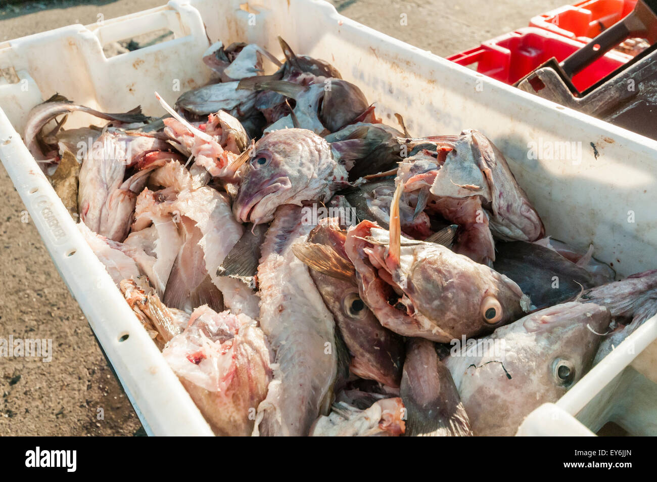 Cod heads left in a crate at a fishing harbour Stock Photo