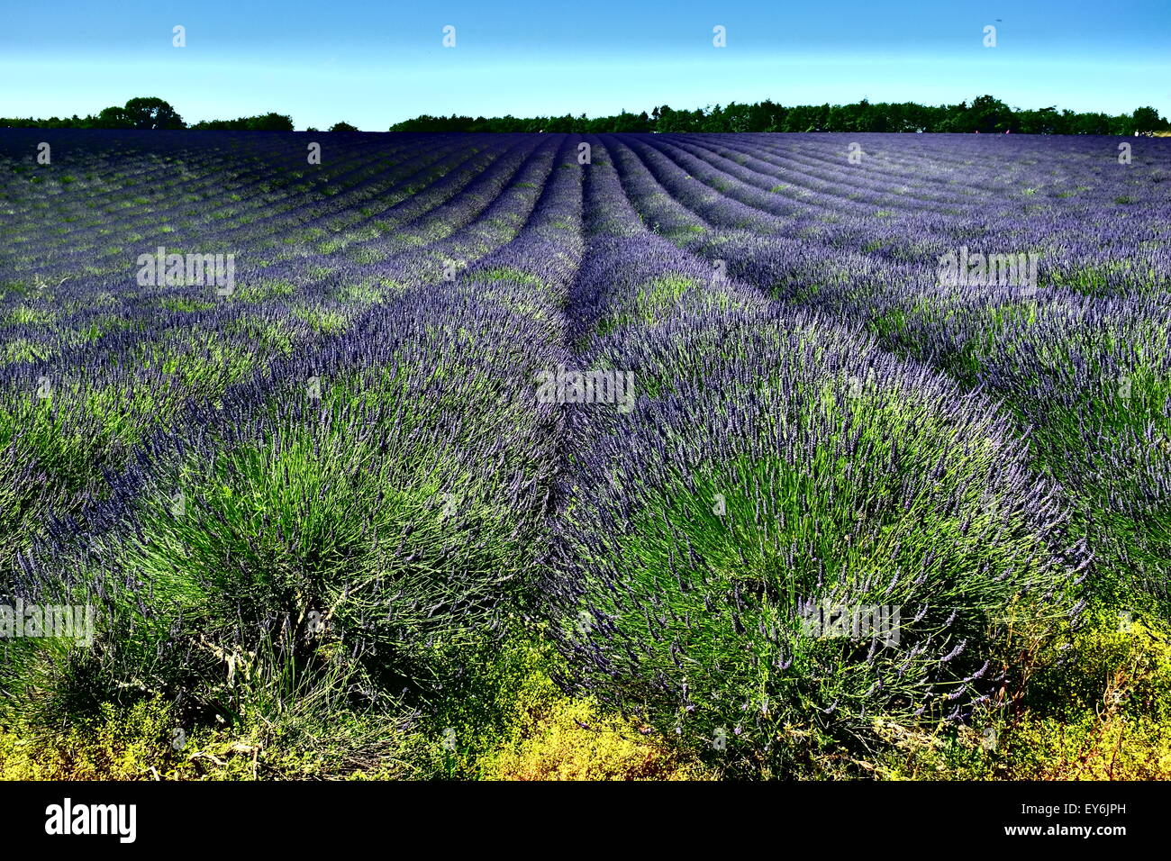 Lavender Fields At Snowshill Broadway Cotswolds Worcestershire Uk lavender-fields-at-snowshill-broadway-cotswolds-worcestershire-uk