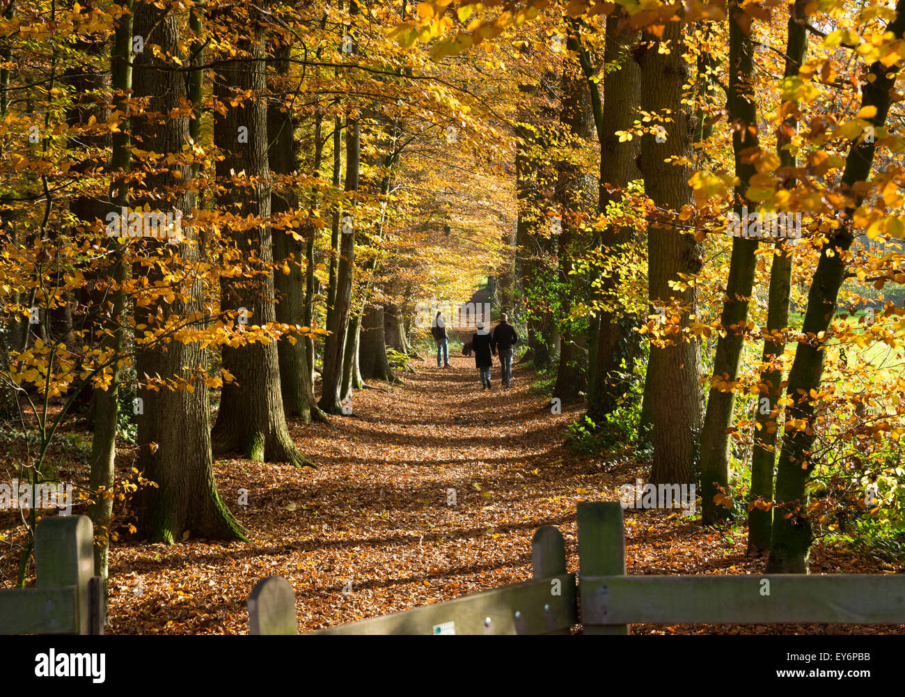 pathway in autumn forest with some hikers Stock Photo