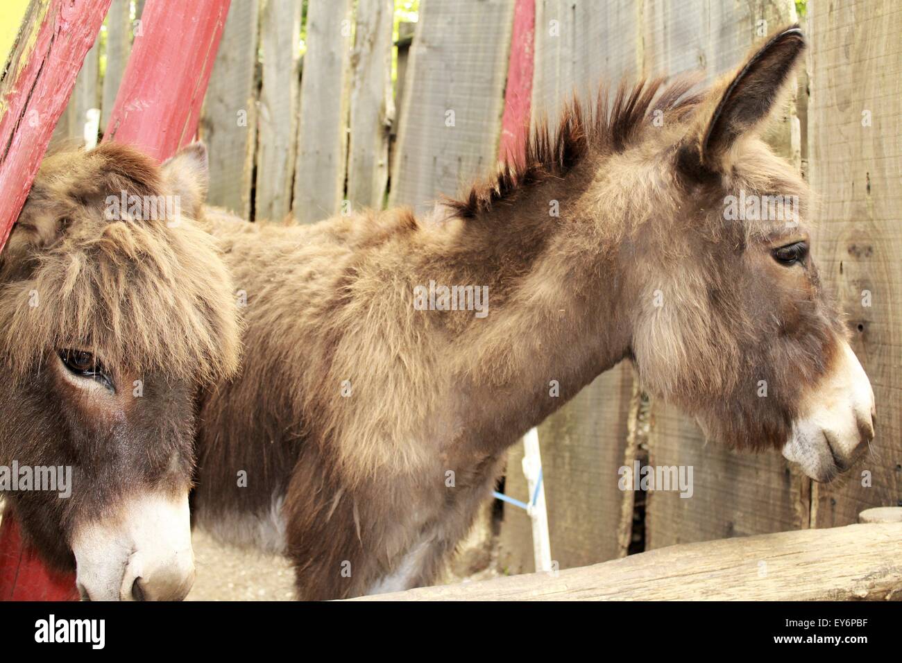 donkey in a fence of the farm Stock Photo Alamy