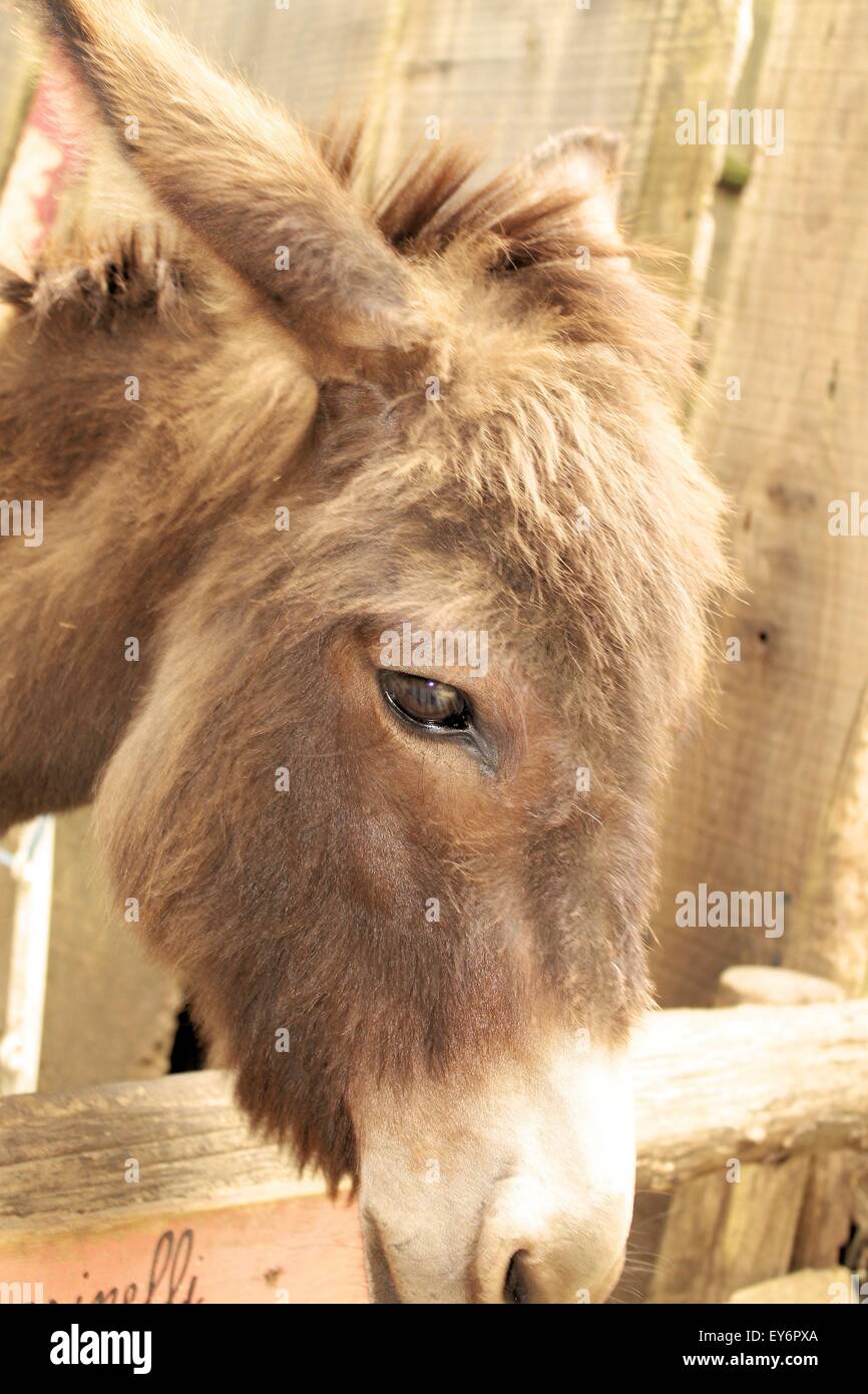 donkey in a fence of the farm Stock Photo