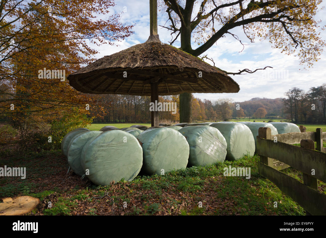 in plastic wrapped hay bales under a reed shelter Stock Photo