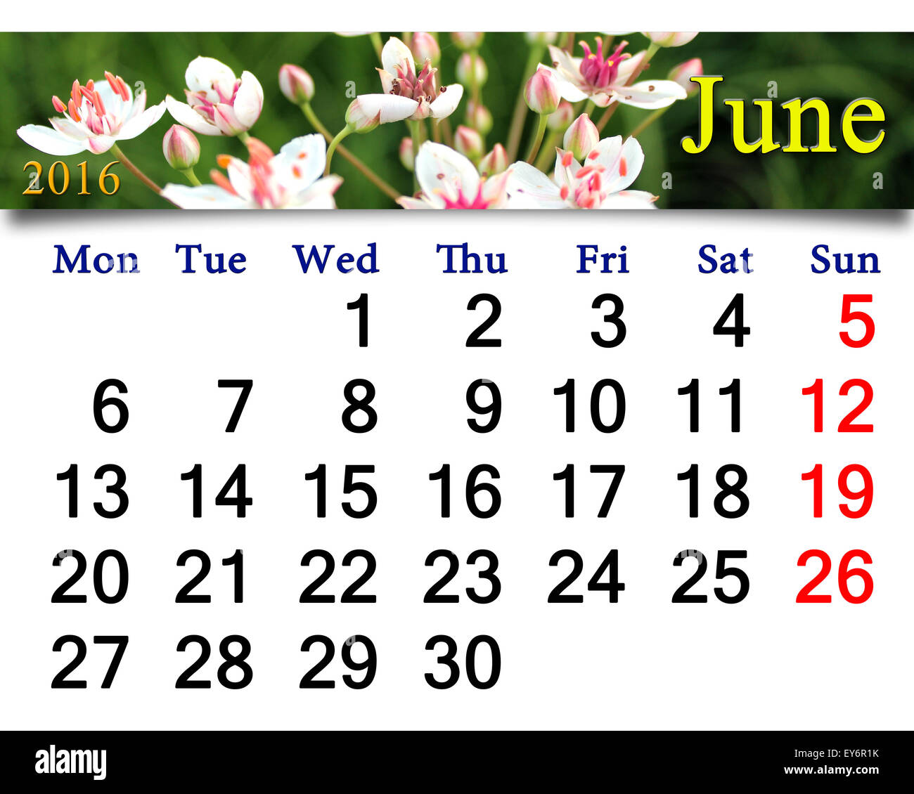 Calendar For June 16 With Pink And White Flowers Of Butomus Umbellatus Stock Photo Alamy