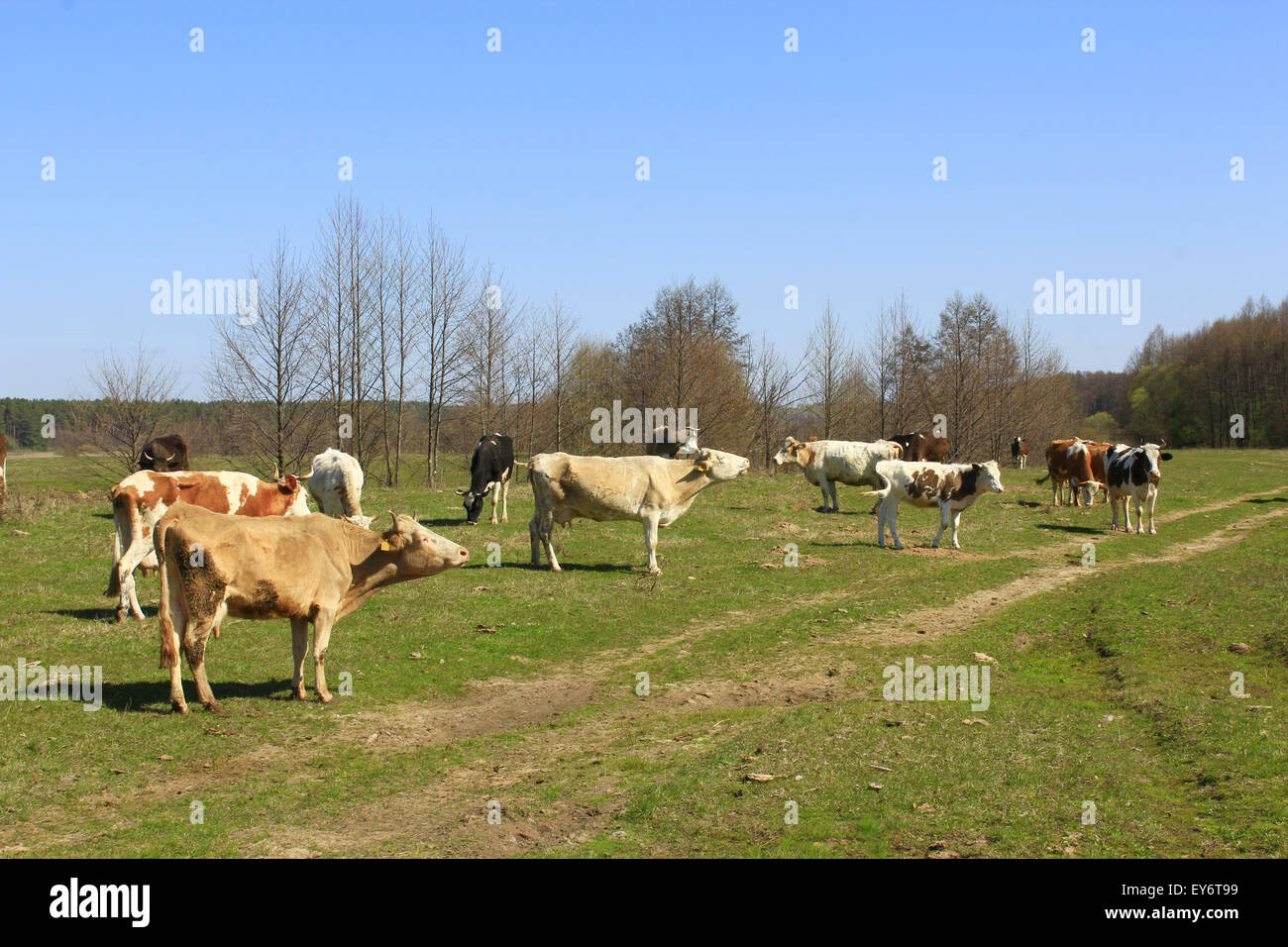 cows grazing on the green pasture in the spring Stock Photo - Alamy