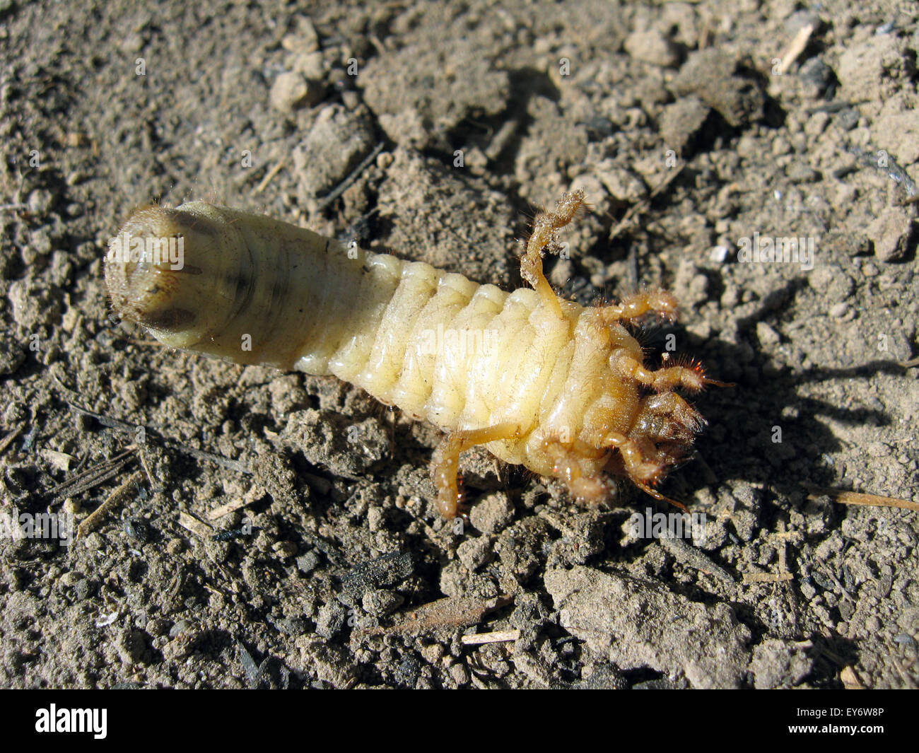larva of may-bug on laying on the ground Stock Photo
