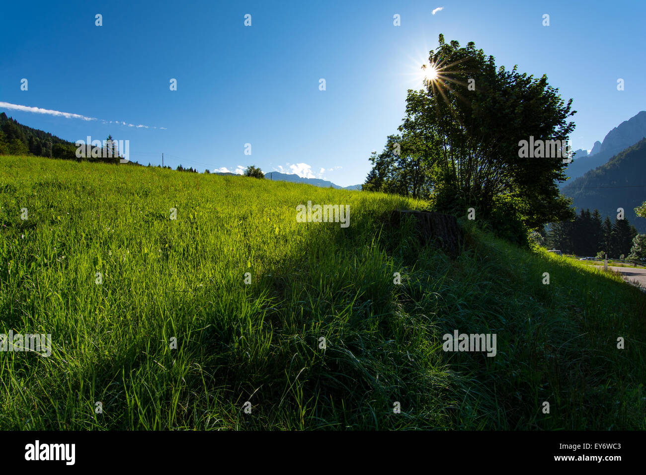 photo of a tree with sun and blue sky as background Stock Photo - Alamy