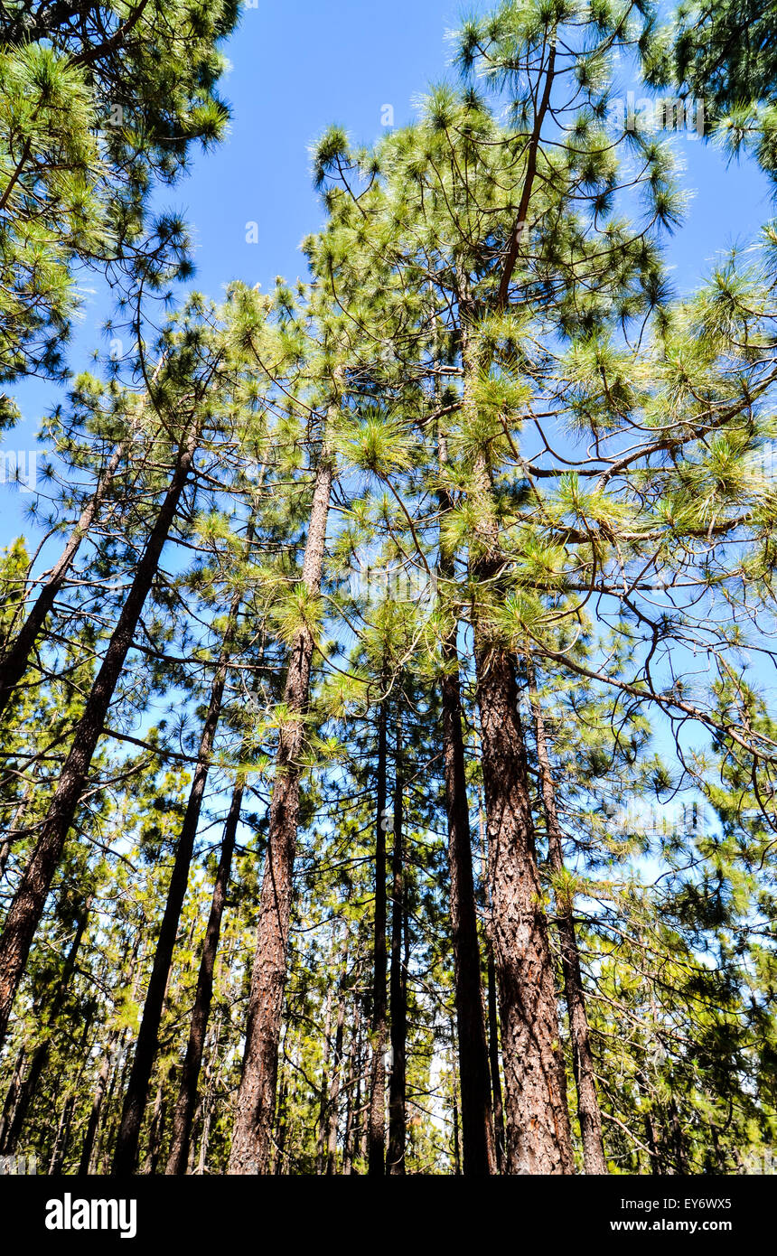 Very High Pine Wood Forest Stock Photo - Alamy