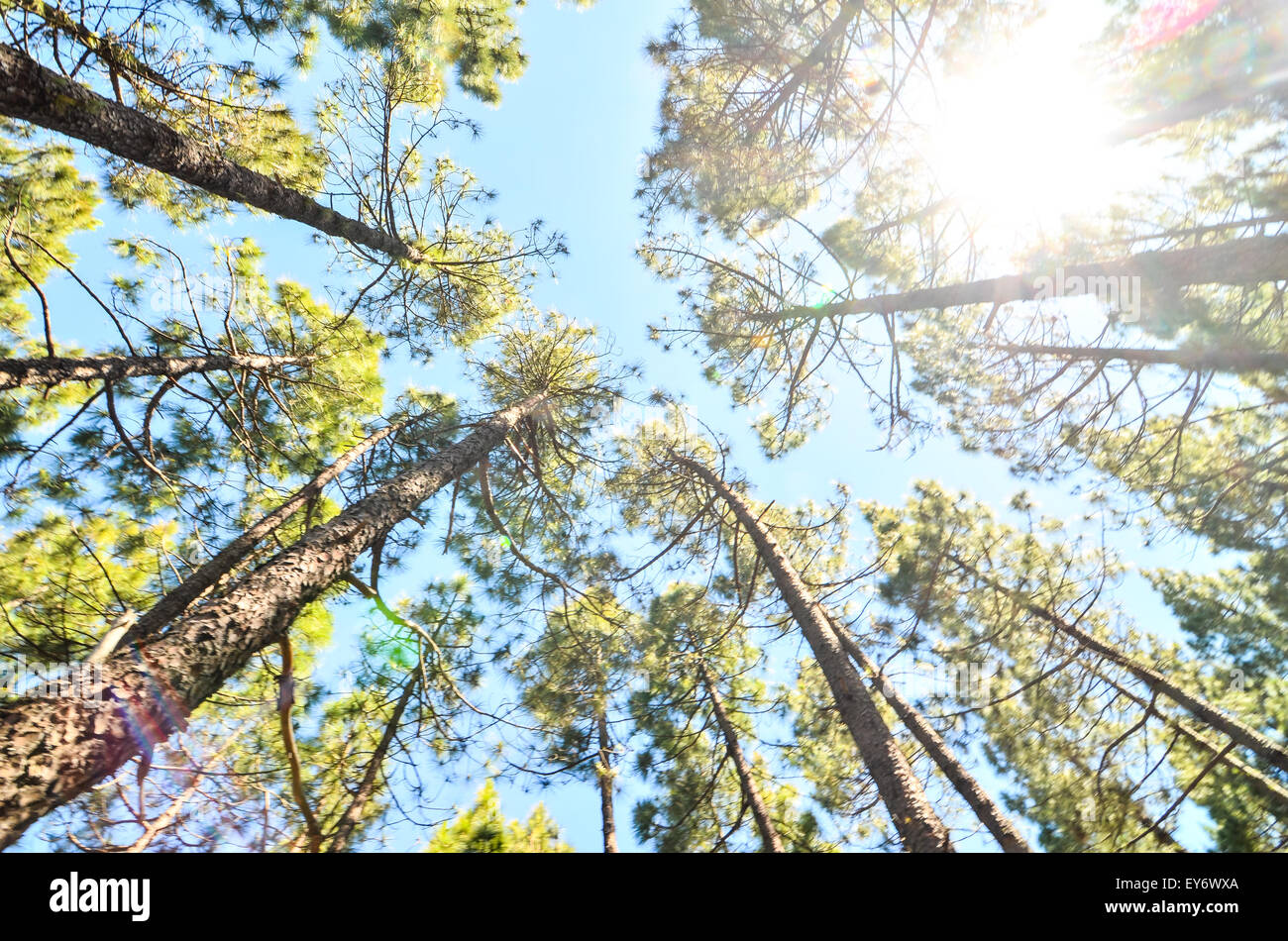 Very High Pine Wood Forest Stock Photo - Alamy