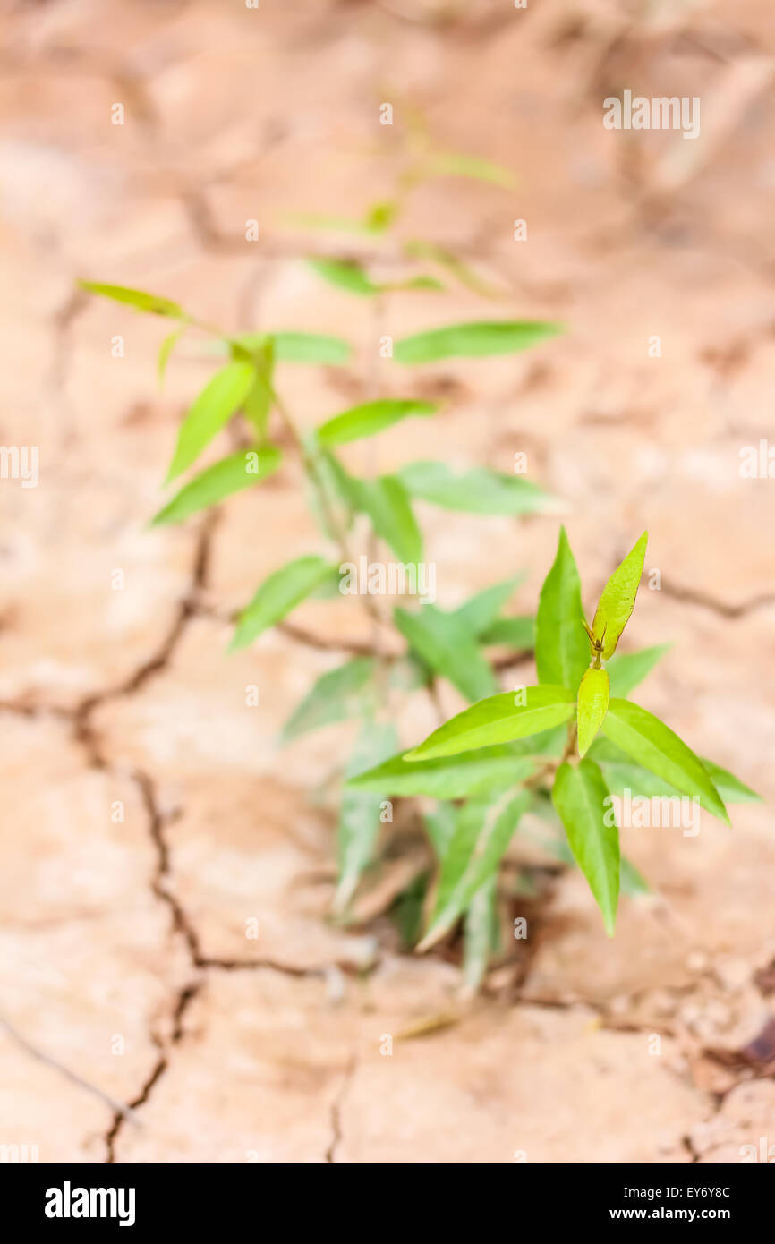 Small plant on pile of soil Stock Photo - Alamy
