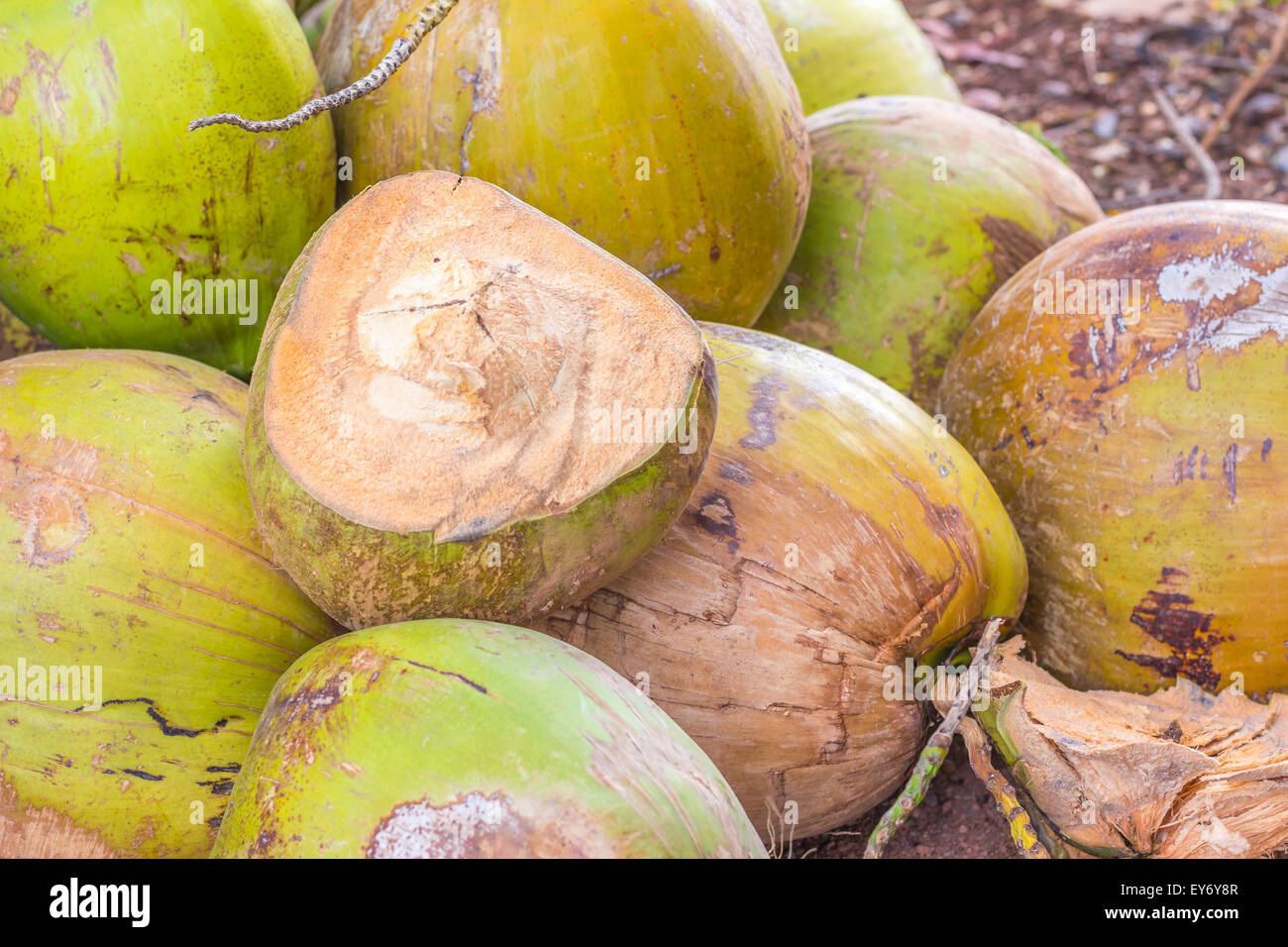 Group of green coconuts Stock Photo Alamy