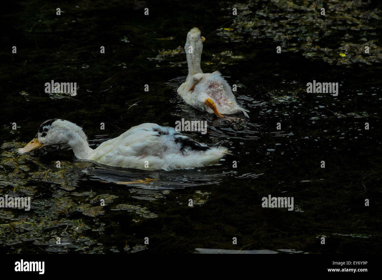 Muscovy Duck Swimming Stock Photo Alamy