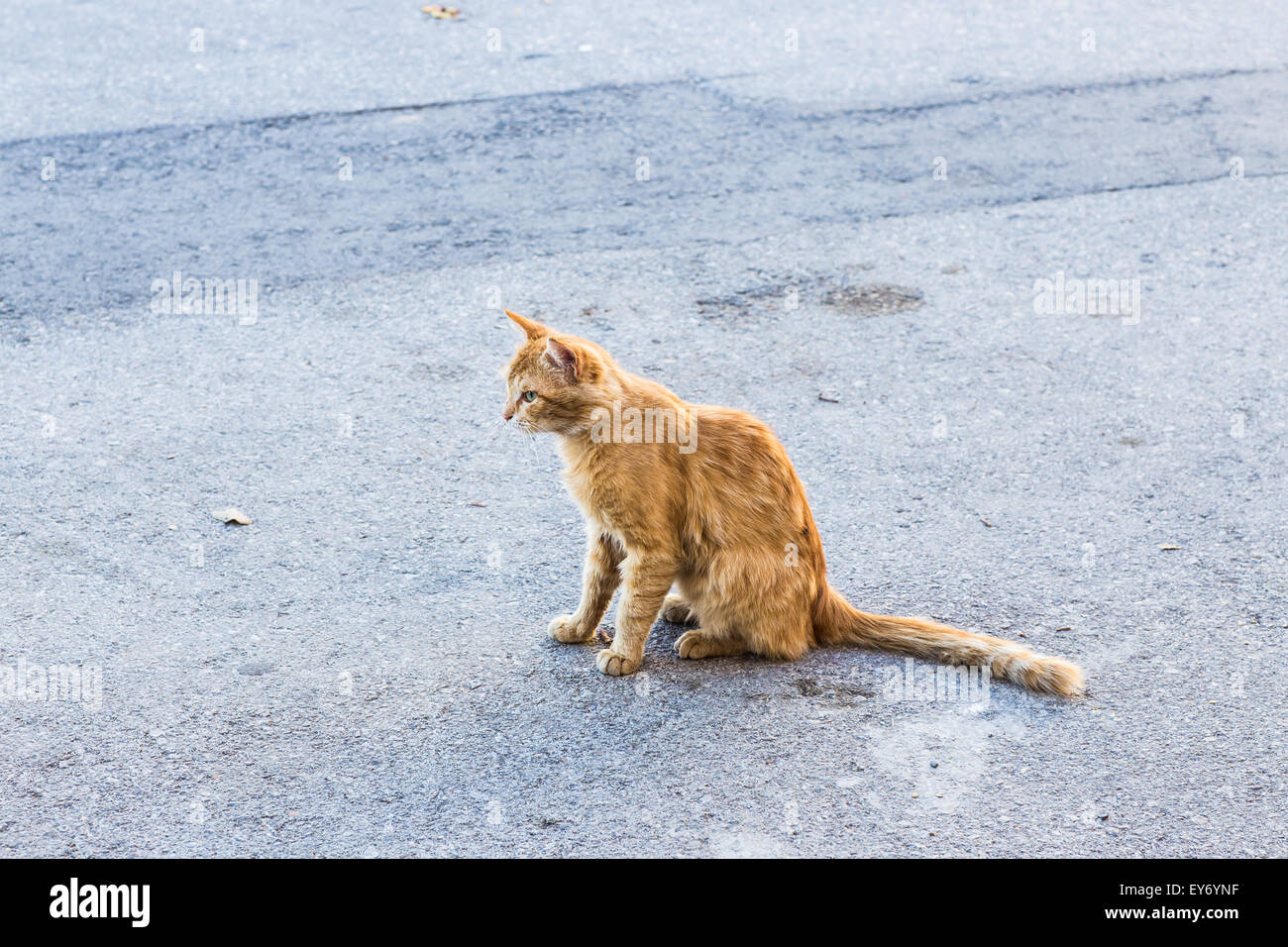 red cat on the street Stock Photo - Alamy