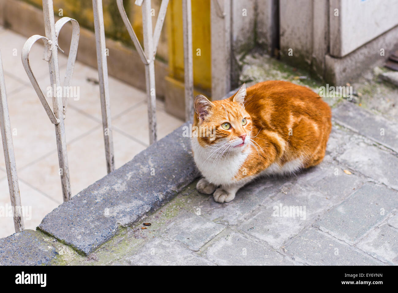 red cat on the street Stock Photo - Alamy