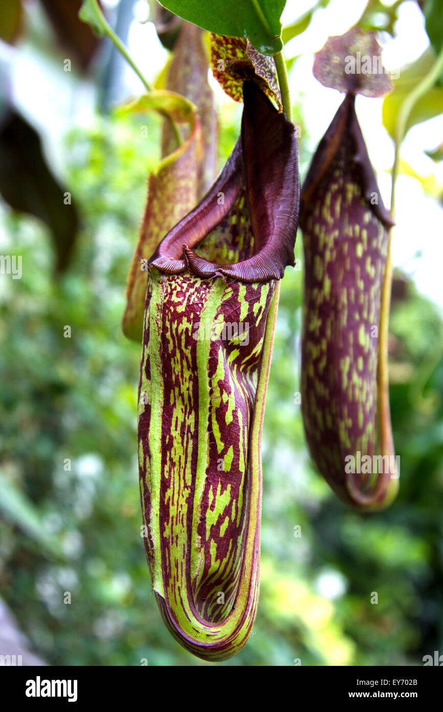 https://c8.alamy.com/comp/EY702B/several-pitcher-plant-flowers-hanging-in-full-bloom-EY702B.jpg