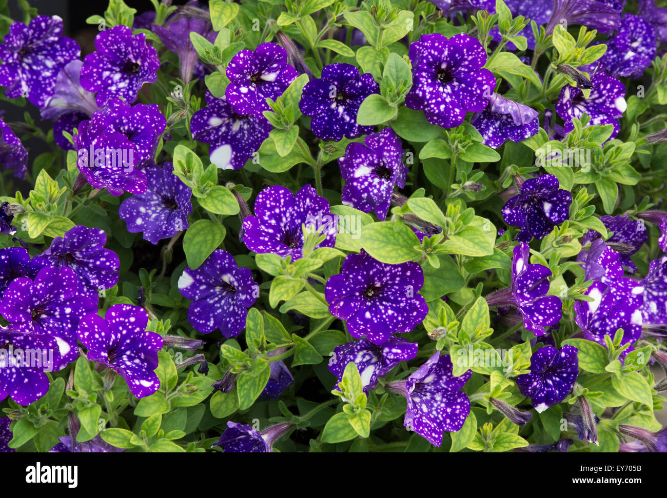 Petunia 'Night sky' flowers Stock Photo