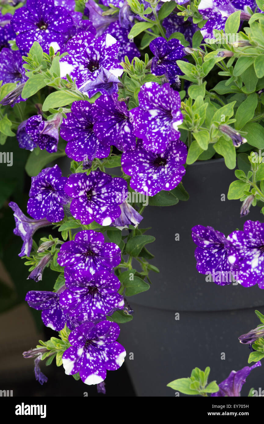 Petunia 'Night sky' flowers Stock Photo