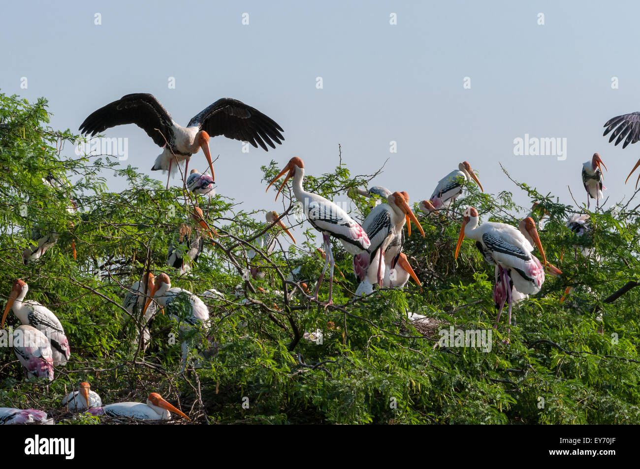 Painted Storks  ( Mycteria leucocephala ) Stock Photo