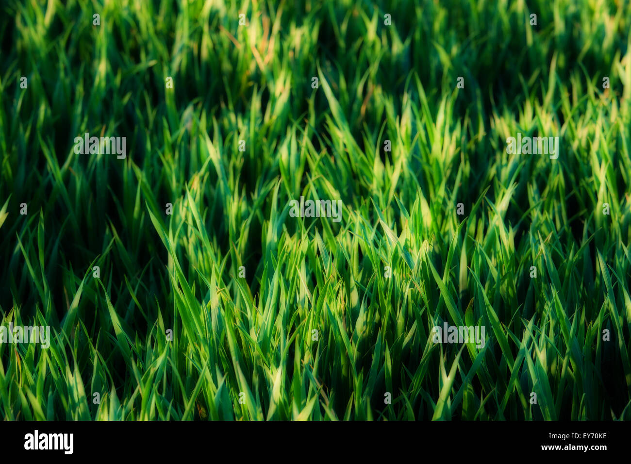 Green grass background Stock Photo - Alamy