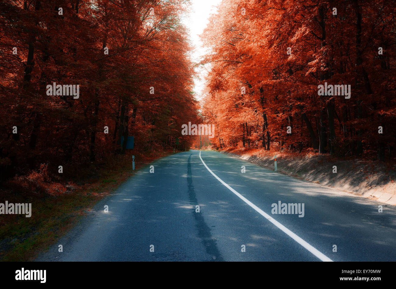 asphalt road through autumn forest Stock Photo - Alamy