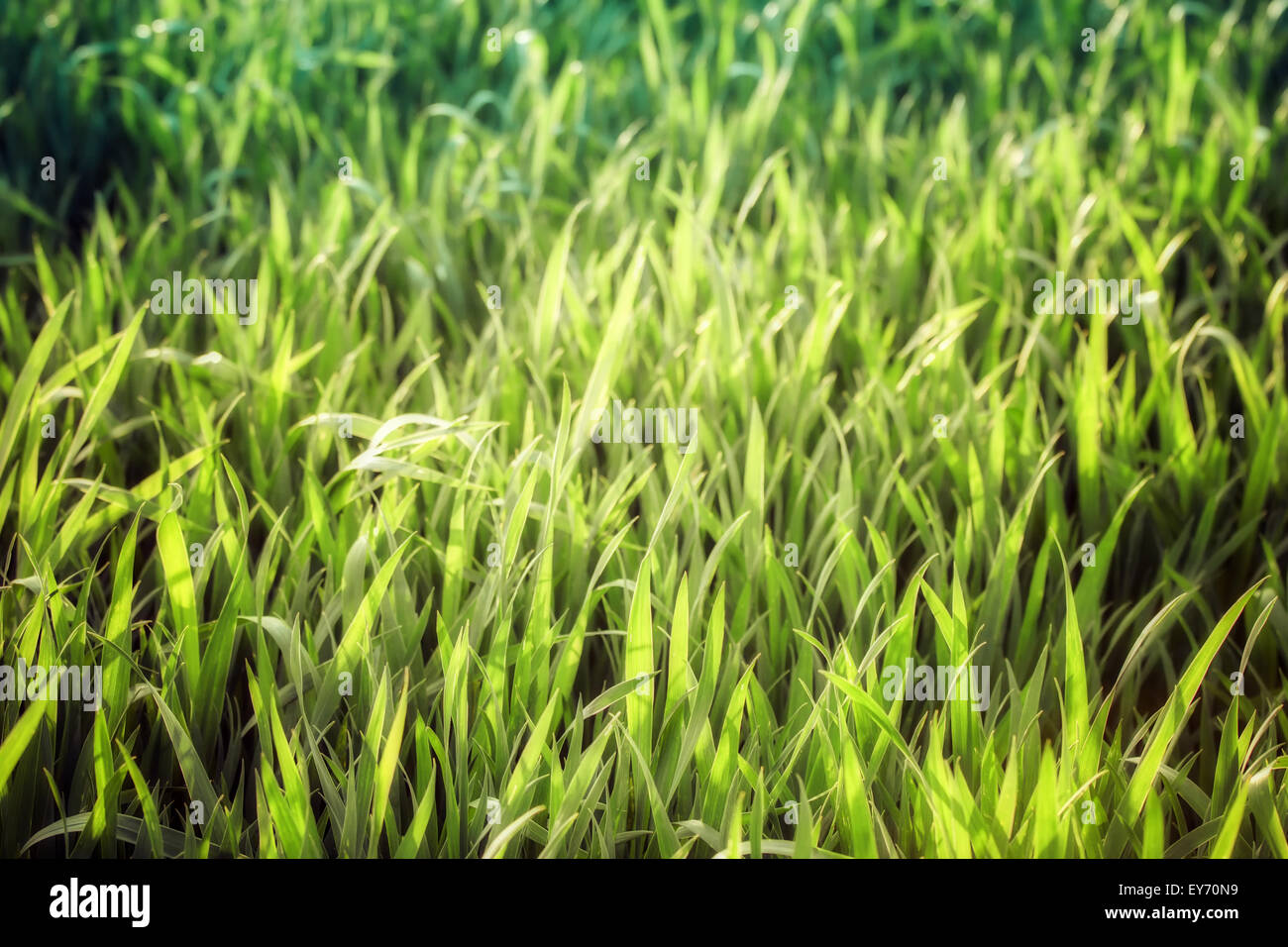 Green grass background Stock Photo - Alamy