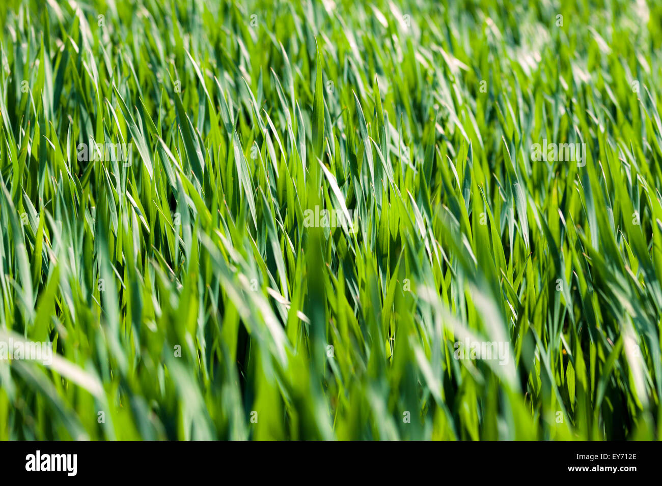 Green grass background Stock Photo - Alamy