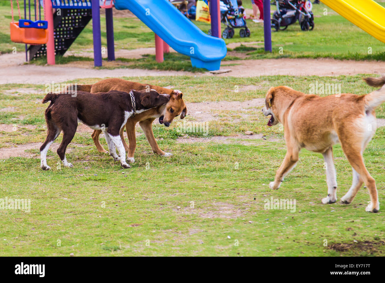 three dogs playing together Stock Photo