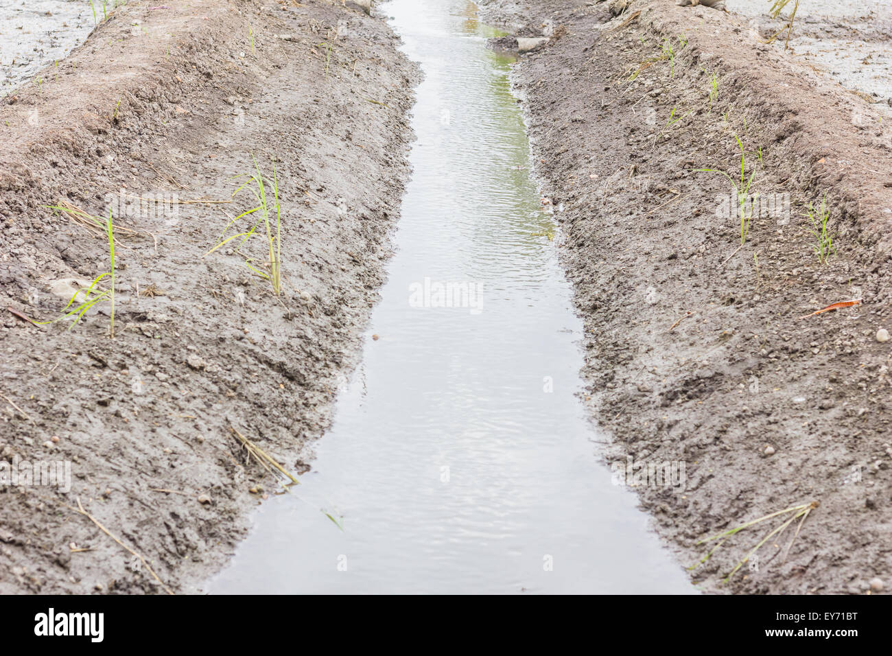 Rice are growing and watercourse reasserted Stock Photo