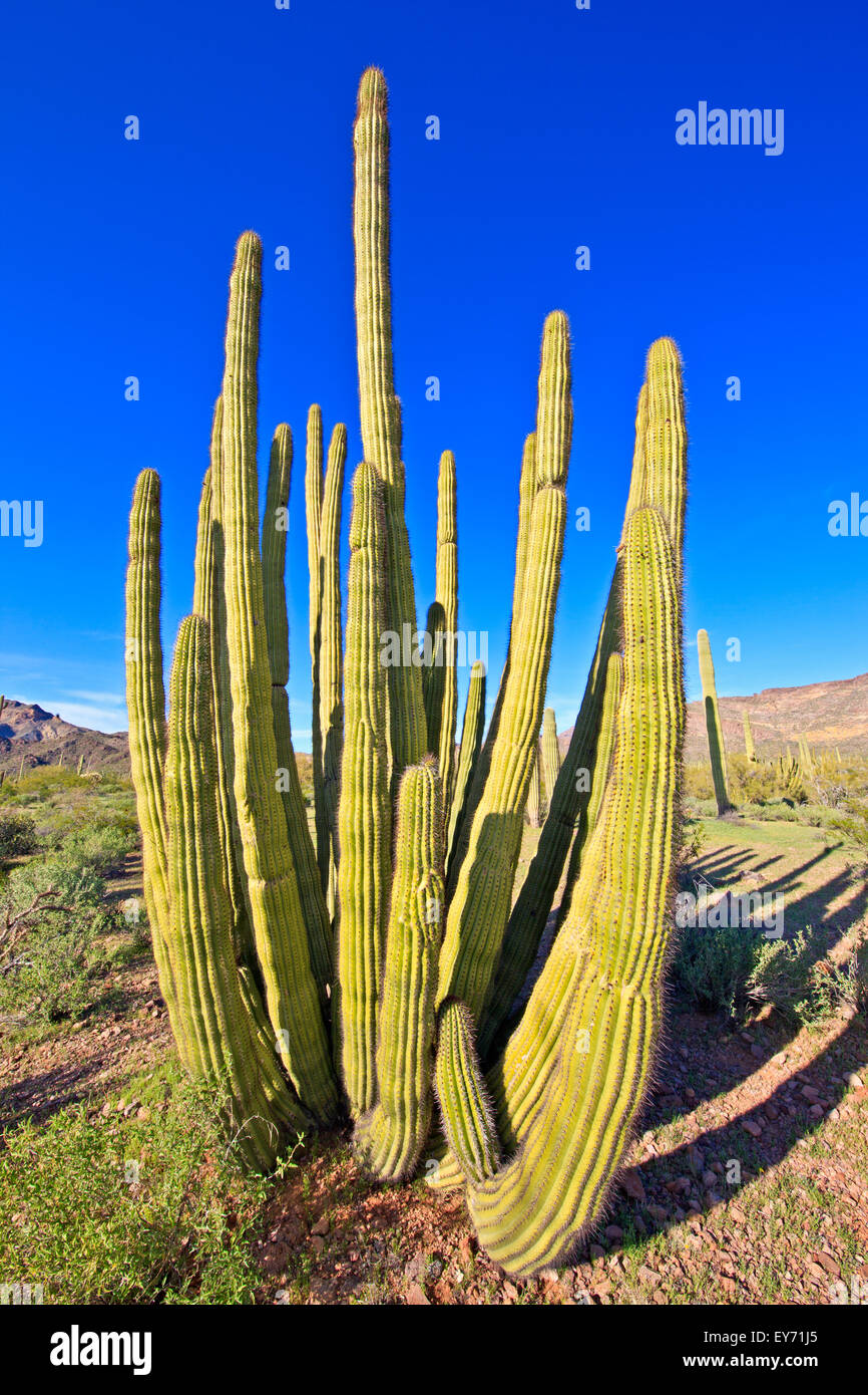 Sweet Cactus High Resolution Stock Photography And Images Alamy