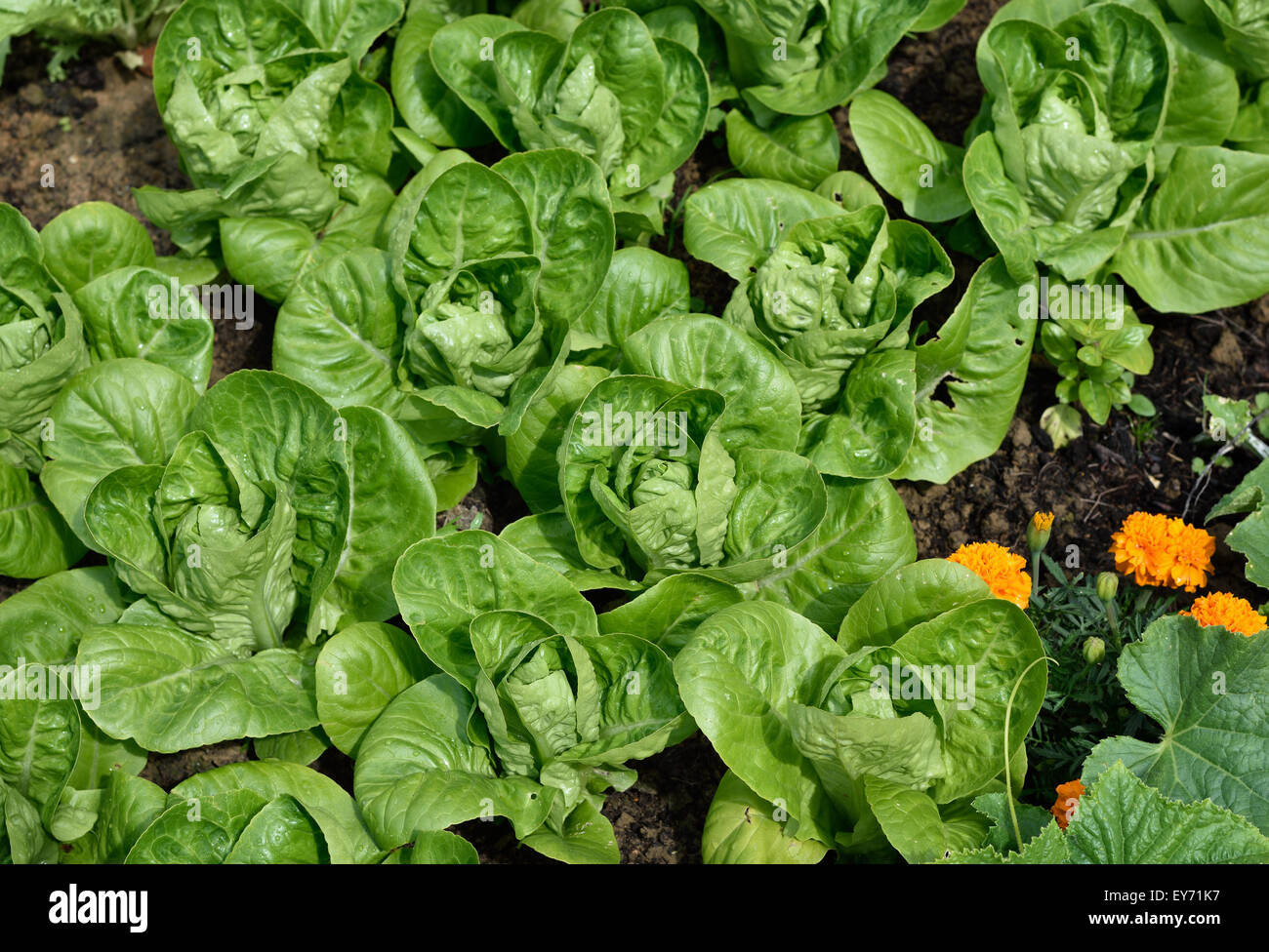 Little Gem Romaine Lettuce in a garden. Angle view. Small lettuces