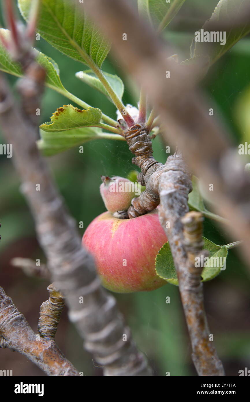 Young apple growing on a tree Stock Photo
