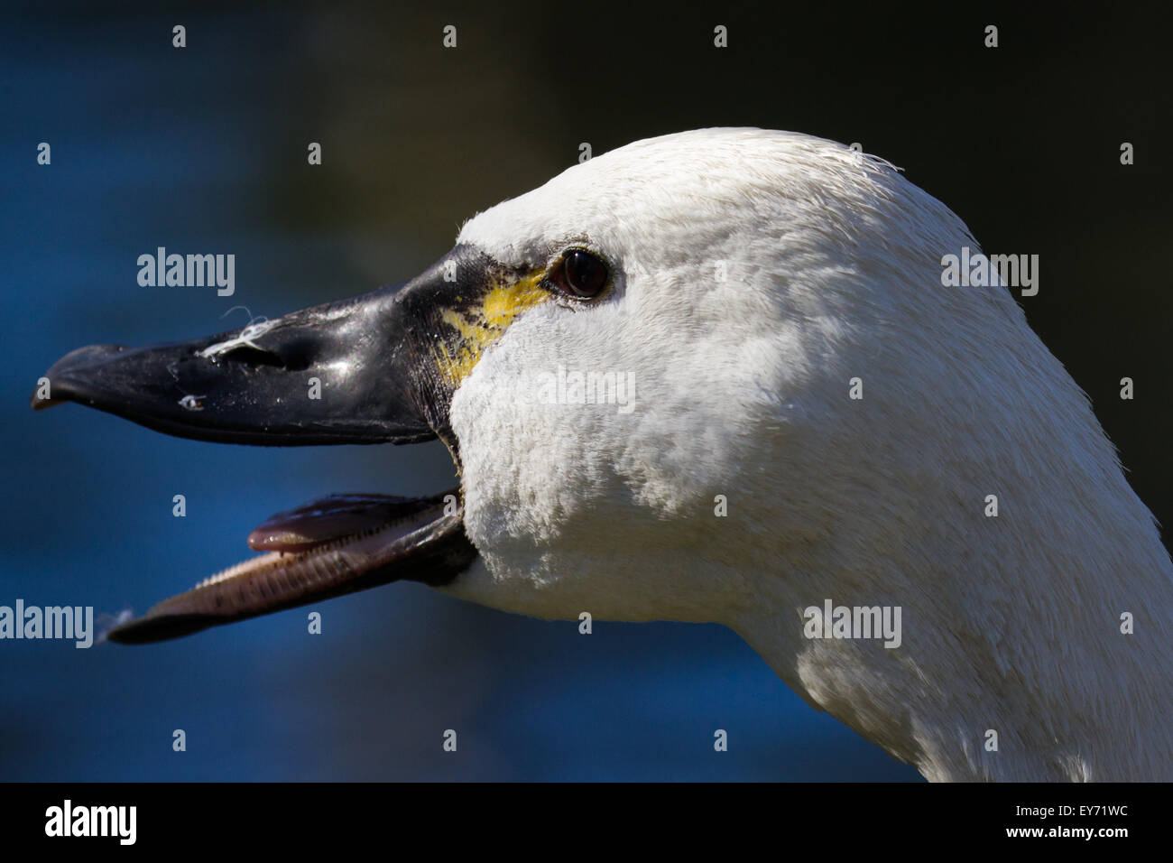 Detailed close up photograph of a duck bill and head Stock Photo