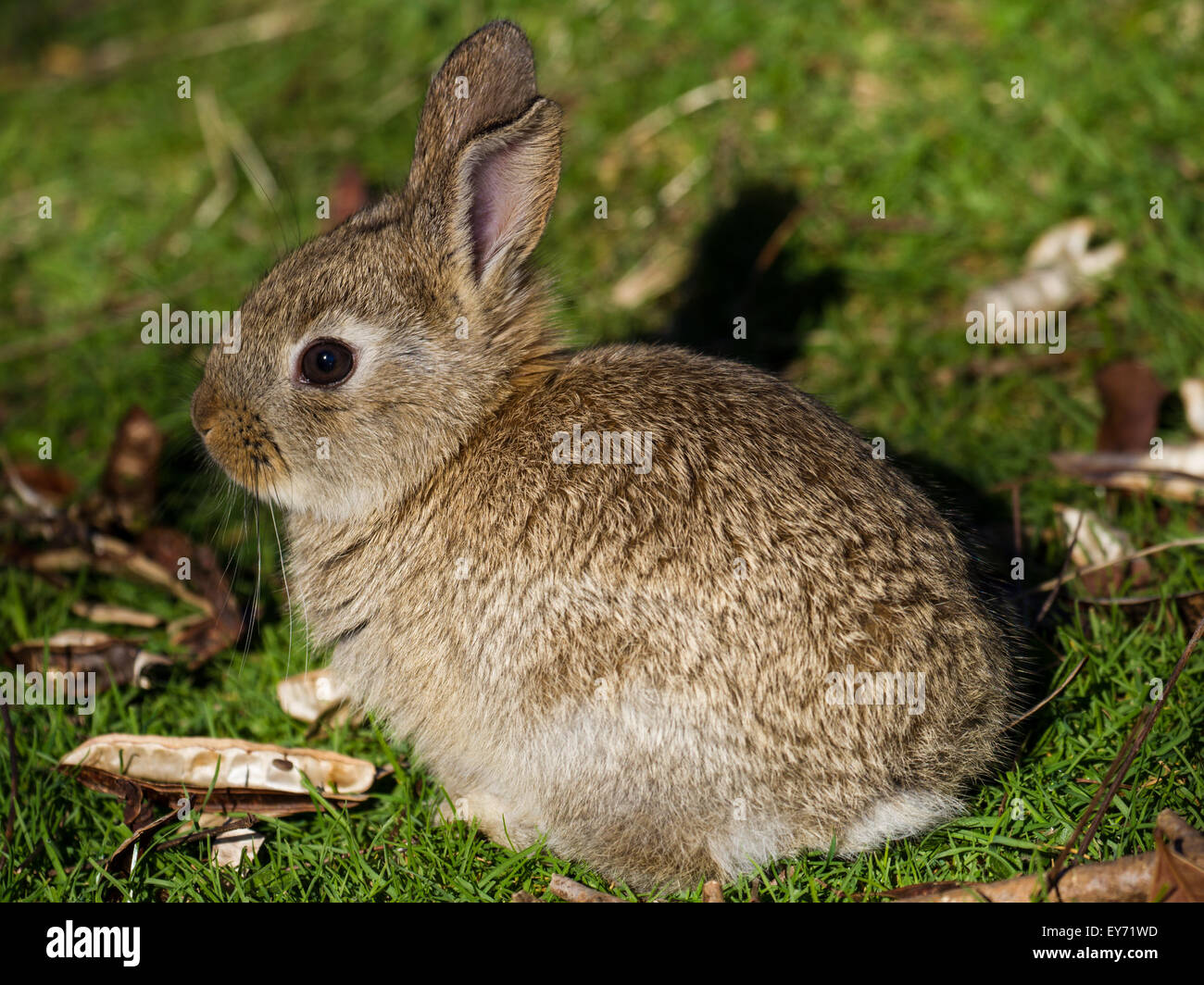 A rabbit pauses in the grass at a Seattle park Stock Photo - Alamy