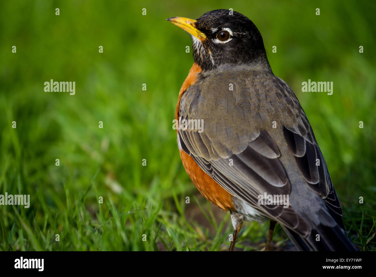 A robin in the grass in a park in Seattle Stock Photo