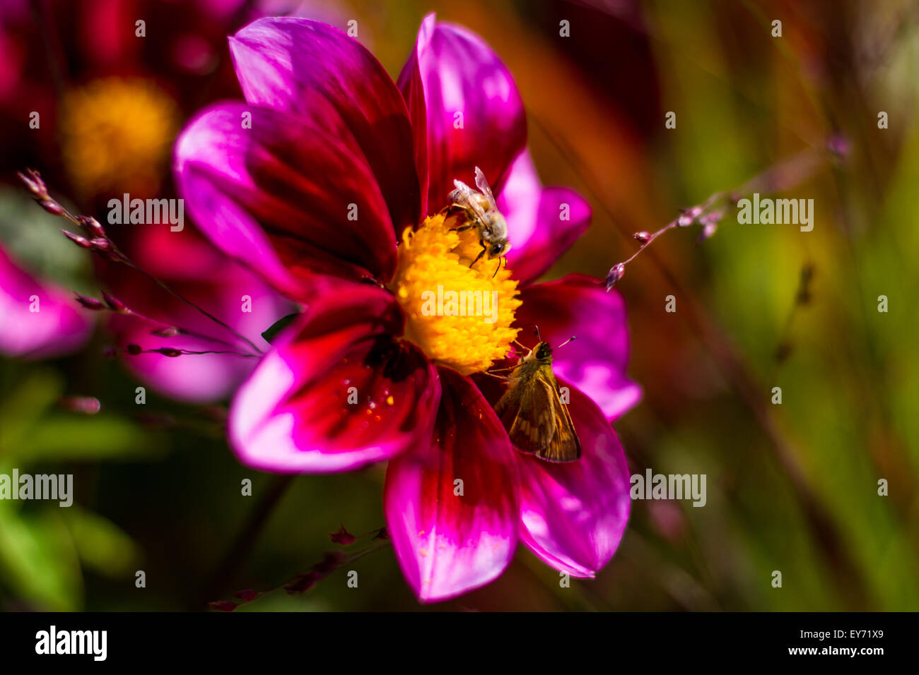 A Bee and a Moth Collect Pollen from the Same Flower, at a park in Seattle. Stock Photo
